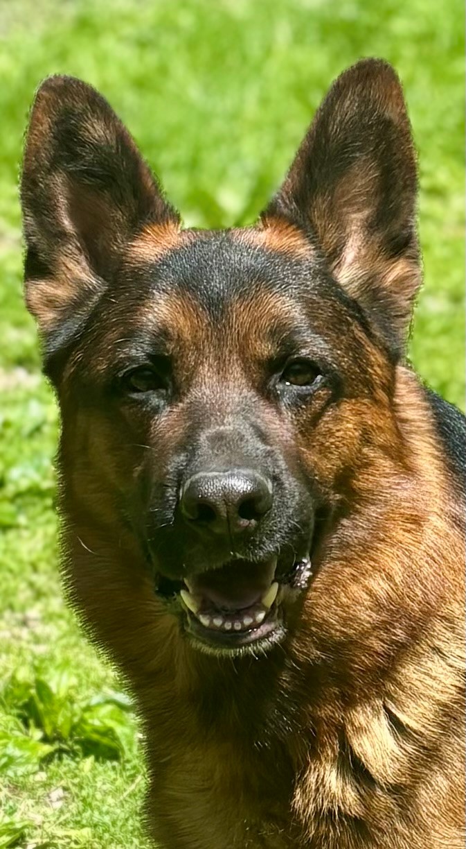 dog